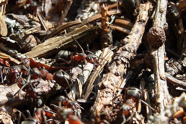 Formica rufa con formicaio?
